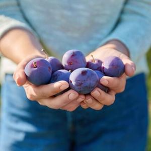 plum guide