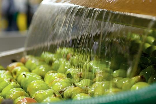 Today, we actually use a water flume to float the pears out of the bins.