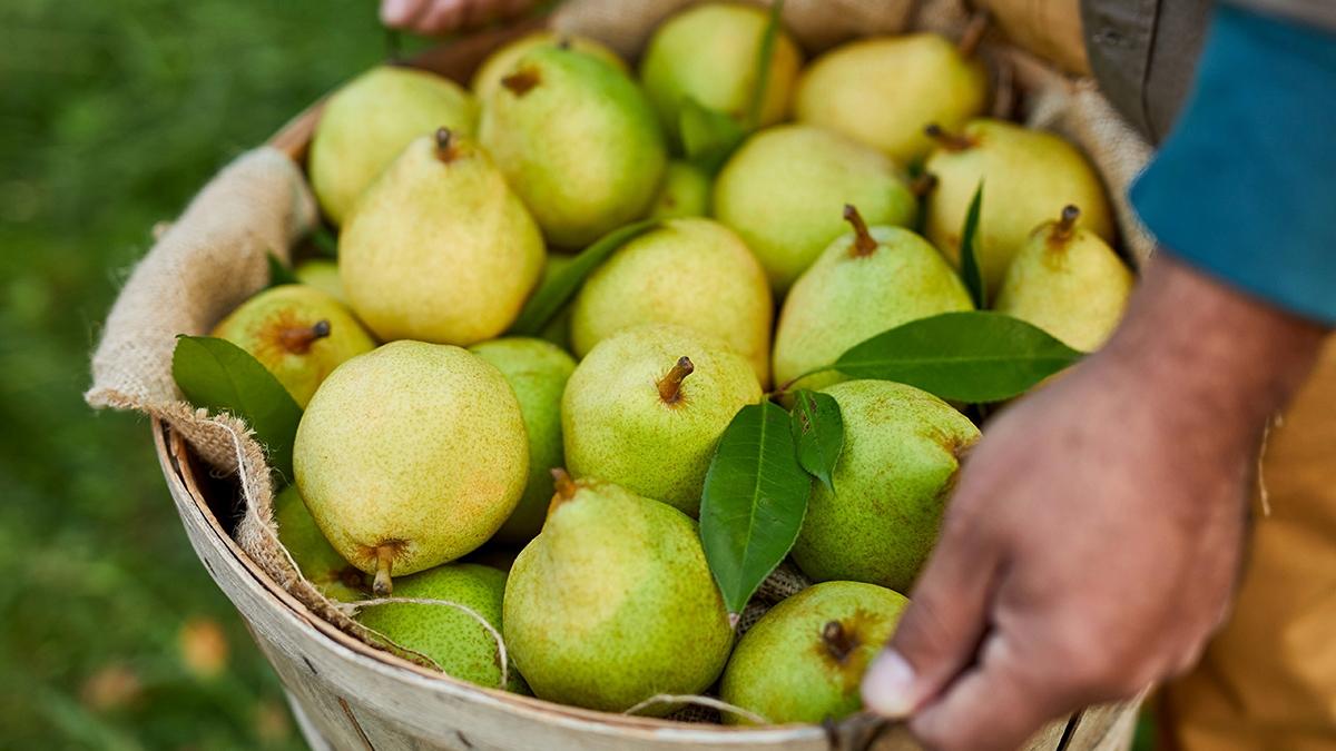 Article Cards Featured Image types of pears in basket