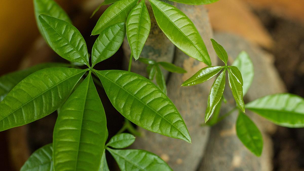 Article Cards Featured Image Money tree Pachira aquatica with leaves in a strong green shade symbol of luck wealth money tree care vitality fresh cosmetic