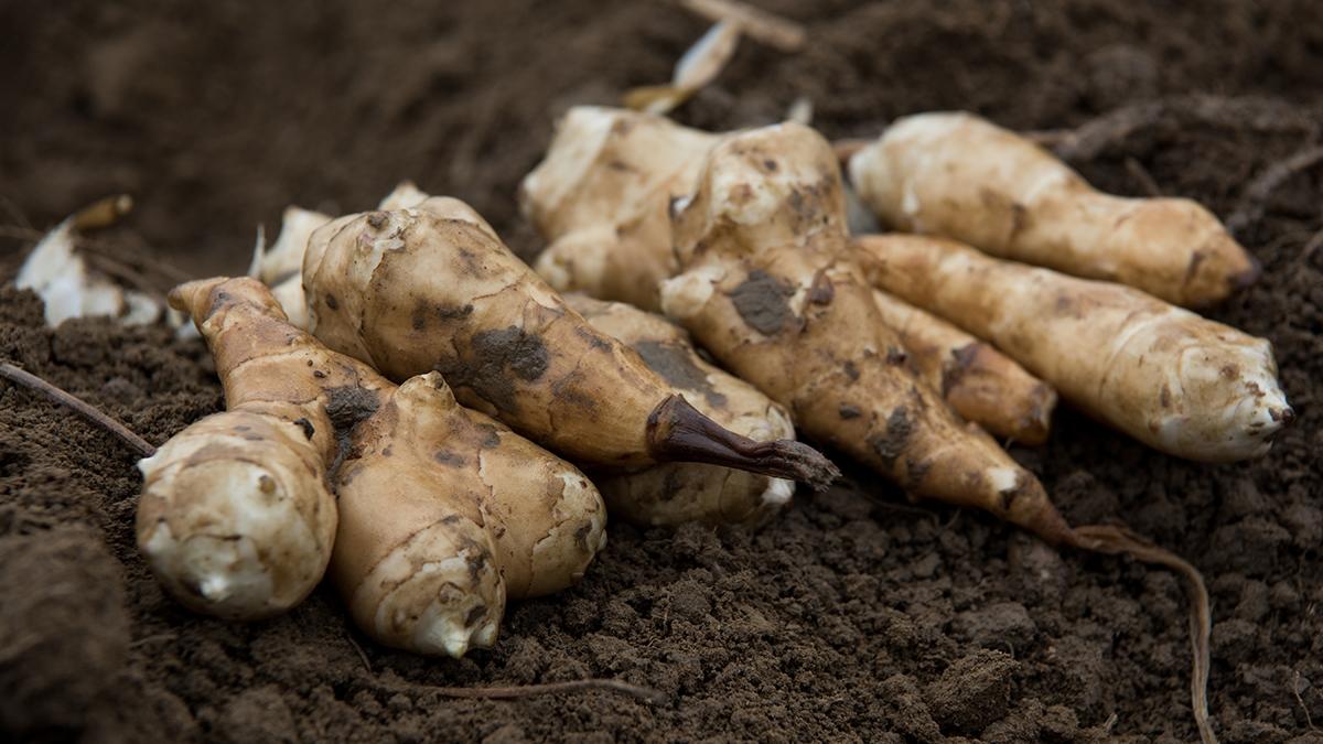 Article Cards Featured Image jerusalem artichokes hero