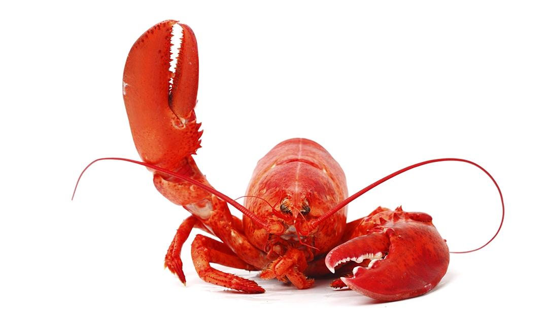 Article Cards Featured Image Lobster waving