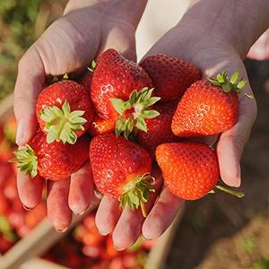 types of cherries strawberry guide