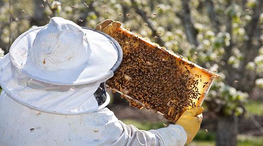 Bee Pollination in Our Orchards at Harry & David