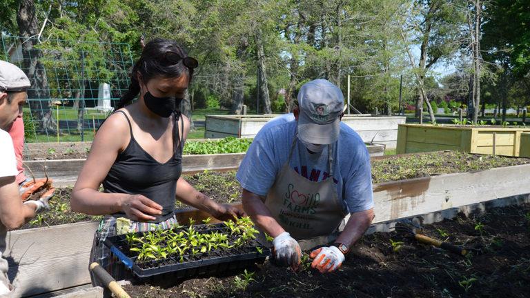 Hot sauce image   two people planting starts in a garden bed