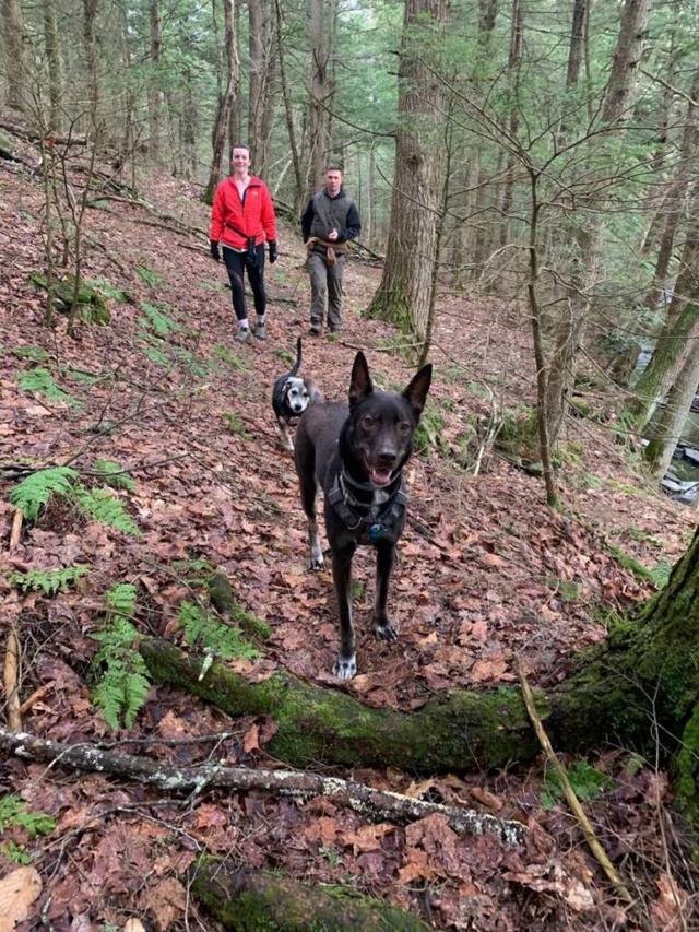 shelter animals image   two dogs on a walk in the woods with man and woman in the background.