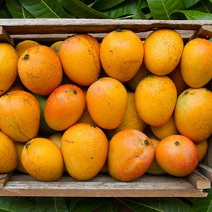 Mangoes in a crate.