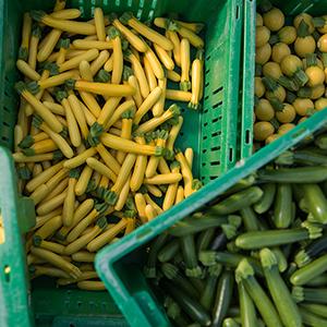 Summer squash in bins.