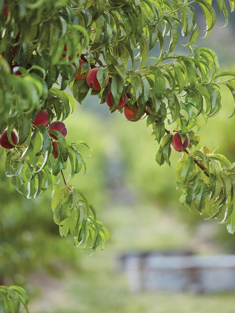 Types of peaches on a branch in an orchard.