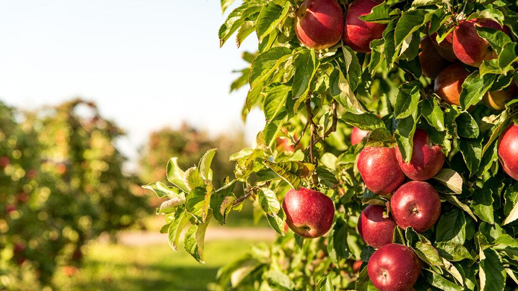 Bunch of organic red apples hanging on tree branches during sunr