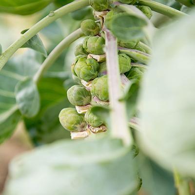 how to keep vegetables fresh brussels sprouts