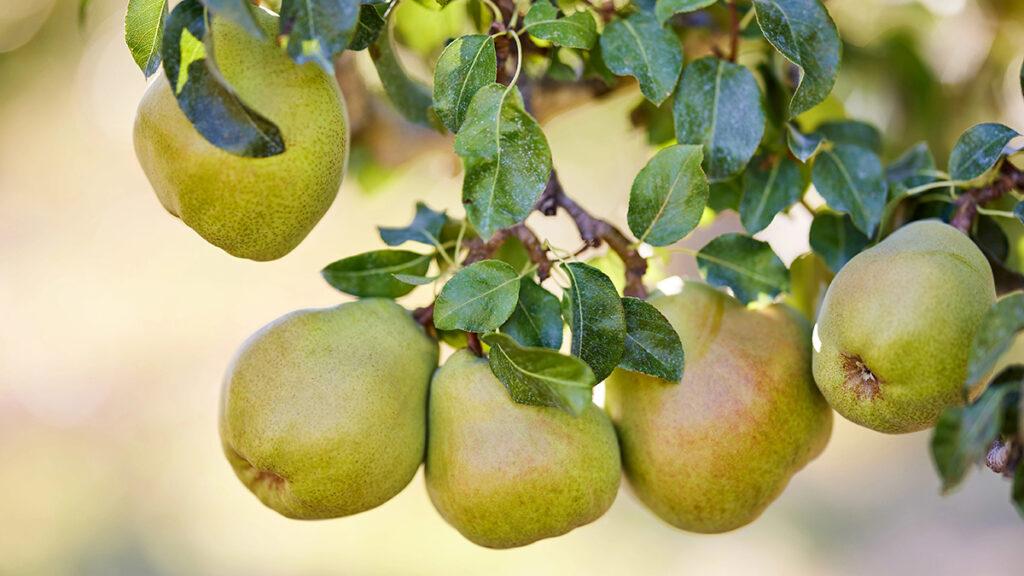 Royal Riviera pears history with pears on a tree.